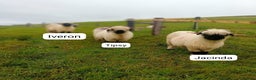 Sheep livestock for sale: Valais blacknose ewes - Advert 1