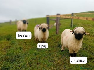 Sheep livestock Valais blacknose ewes - Advert 2