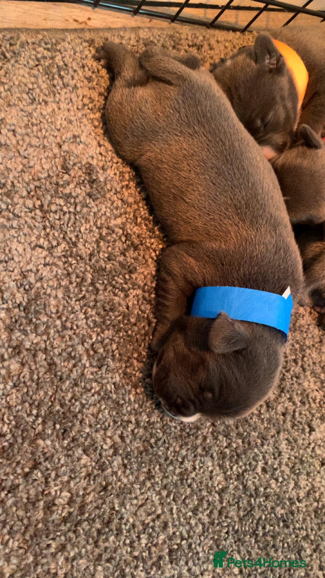 Staffordshire Bull Terrier dogs for sale: Blue staffy - Image 3