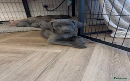 Weimaraner dogs for sale: 🐾 KC Weimaraners, ready now 🐾  - Advert 1