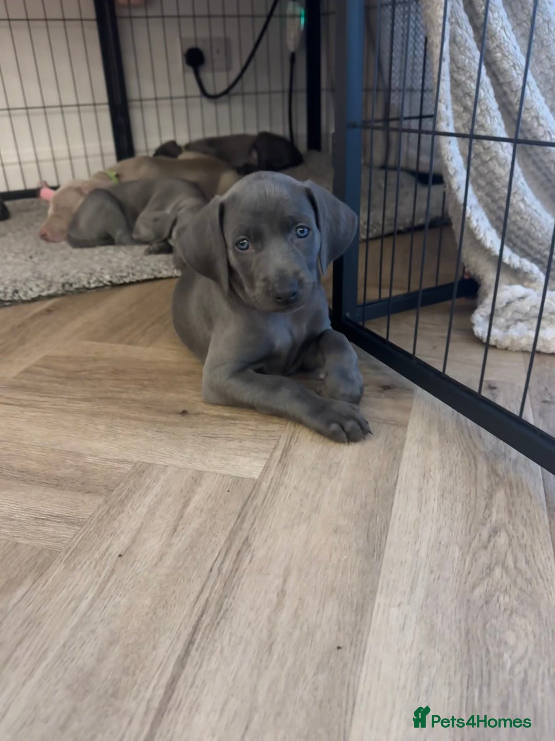 Weimaraner dogs for sale: 🐾 KC Weimaraners, ready now 🐾  - Advert 1