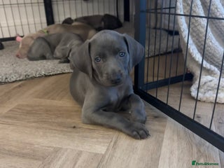 Weimaraner dogs 🐾 KC Weimaraners 🐾 - Advert 9