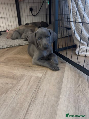 Weimaraner dogs 🐾 KC Weimaraners 🐾 - Advert 1