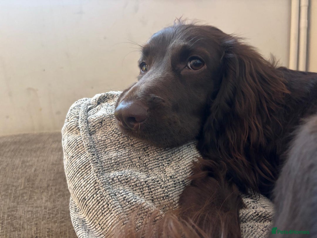 Mixed Breed dogs for sale: Family dog for rehoming  - Advert 2