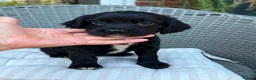 Sprocker dogs for sale: Sprocker spaniel  - Advert 33