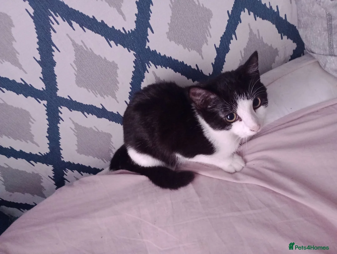 Mixed Breed cats for sale: 2 beautiful kittens avaialble - Advert 2