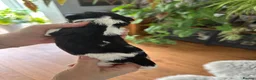 Lhasapoo dogs for sale: Stunning Lhasapoo Puppies Available.  in Barnsley - Advert 4