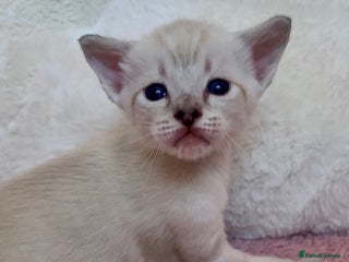 Siamese cats Siamese x Maine coon - Advert 4