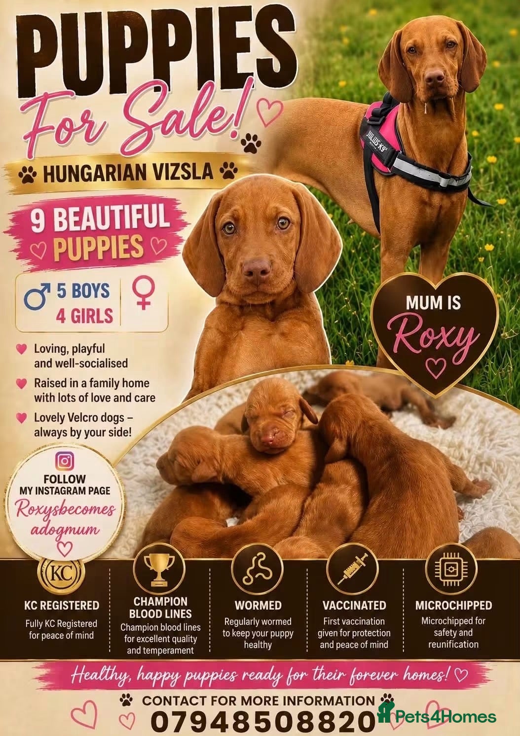 Hungarian Vizsla dogs  KC registered Hungarian vizsla puppy - Advert 2