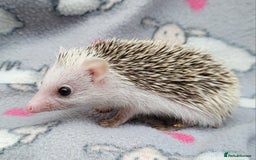 Pygmy Hedgehog rodents for sale: African Pygmy Hedgehog Hoglets  - Advert 6