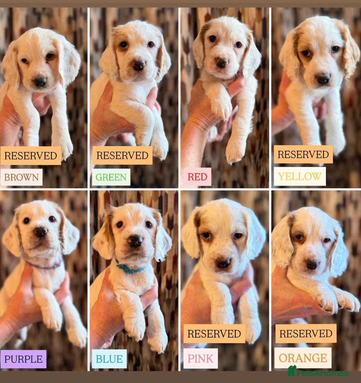 Cocker Spaniel dogs Cocker Spaniel Puppies - Advert 9