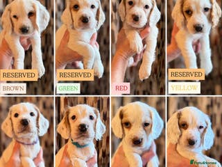 Cocker Spaniel dogs Cocker Spaniel Puppies - Advert 8