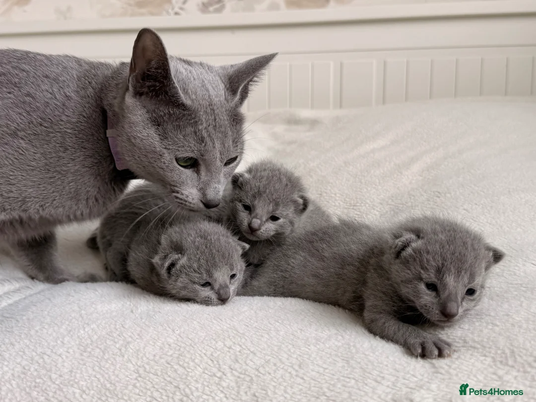 Russian Blue cats for sale: TICA Russian Blue Kittens - Advert 2