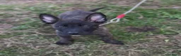 Belgian Shepherd Dog dogs for sale: Dutch herder  in Bedworth - Advert 8