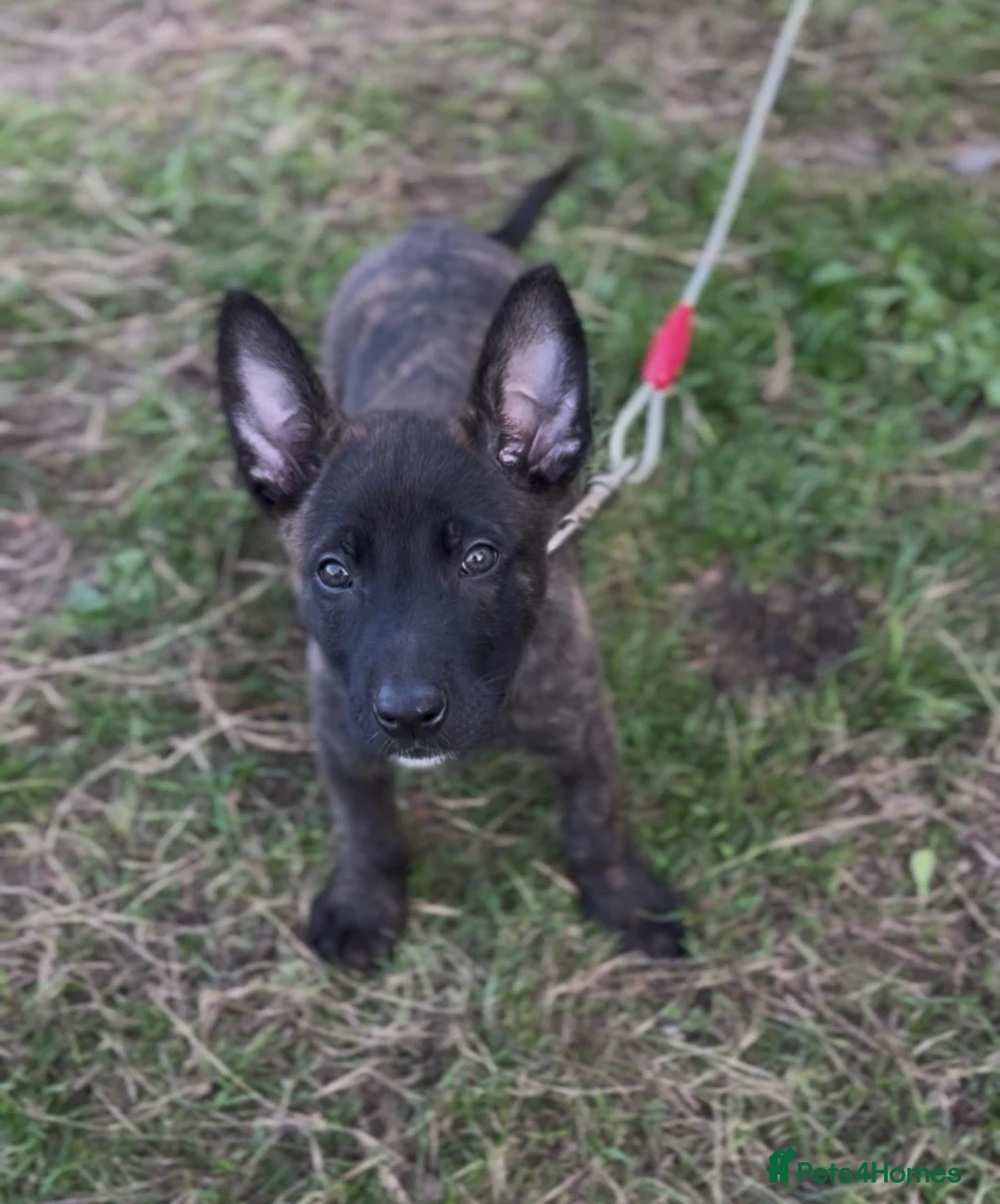Belgian Shepherd Dog dogs for sale: Dutch herder  in Bedworth - Advert 8