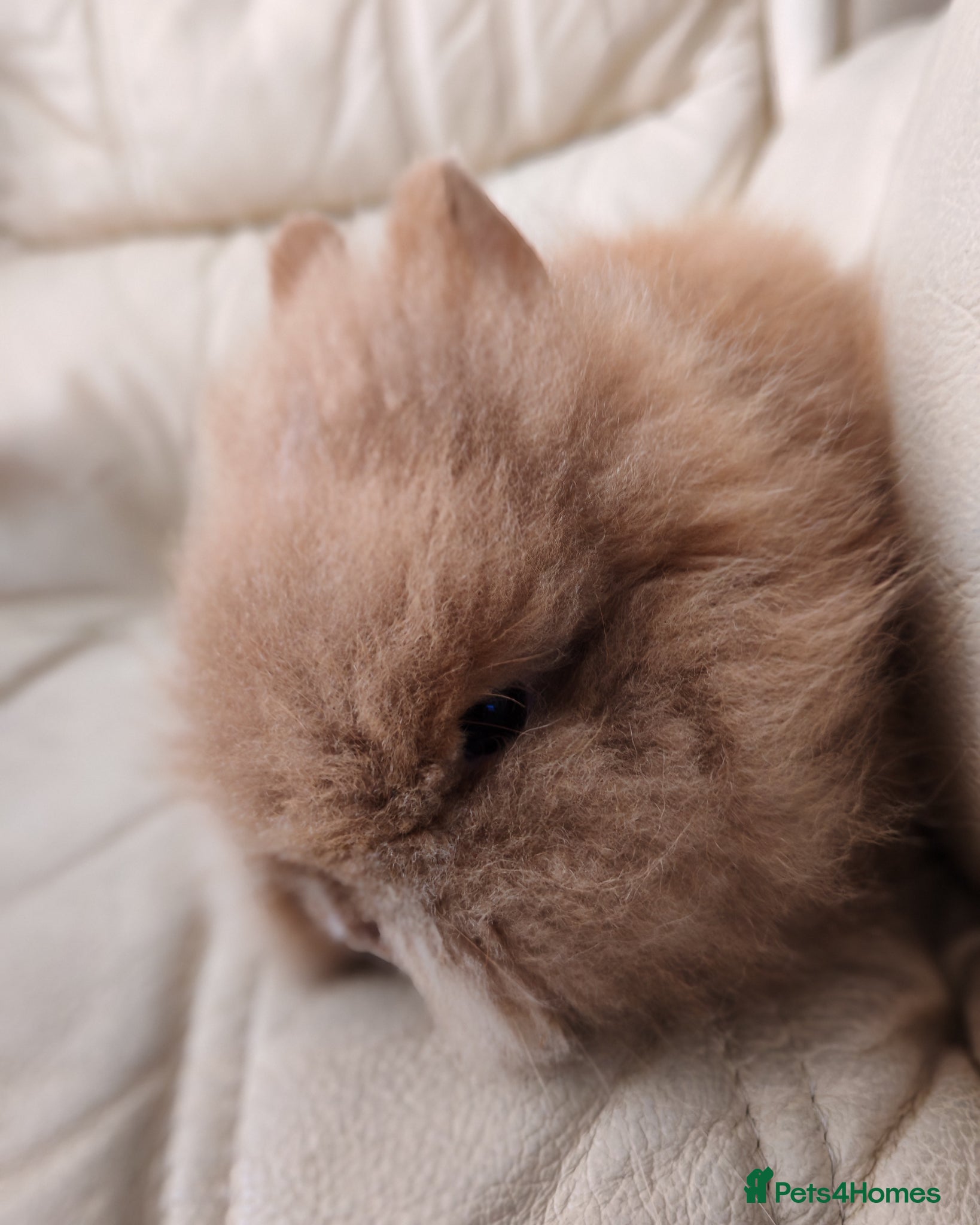 Lionhead rabbits Last Double Maned very fluffy lion head remaining  - Advert 1