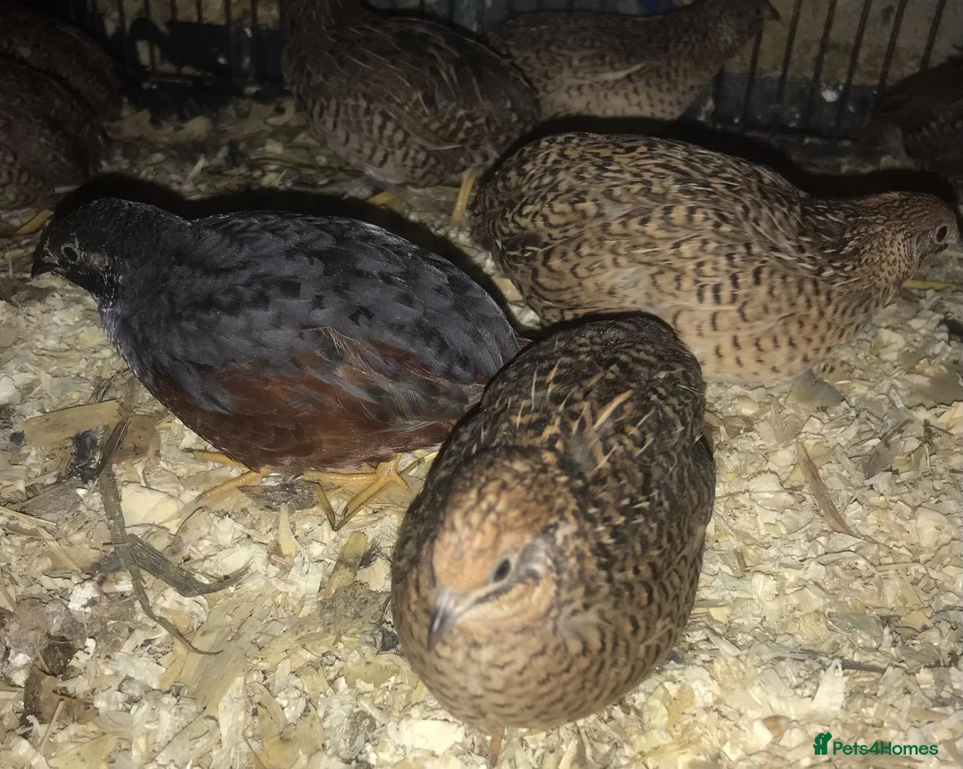 Quail poultry for sale: CHINESE PAINTED BUTTON QUAILS EGGS ! - Advert 40