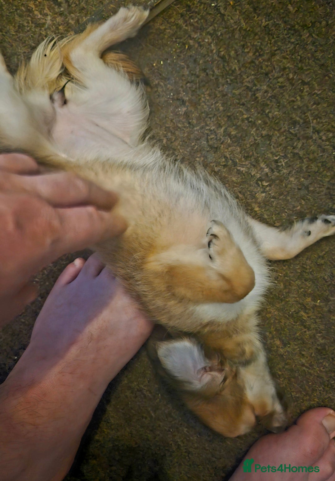 Chihuahua dogs for sale: 2x 13 old week beautiful Chihuahua Pups for sale  - Advert 18