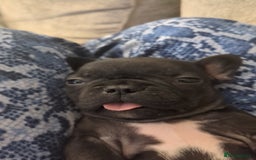 French Bulldog dogs for sale: Beautiful french bulldog puppies  - Advert 23