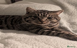 American Shorthair cats for sale: American Shorthair - Image 2