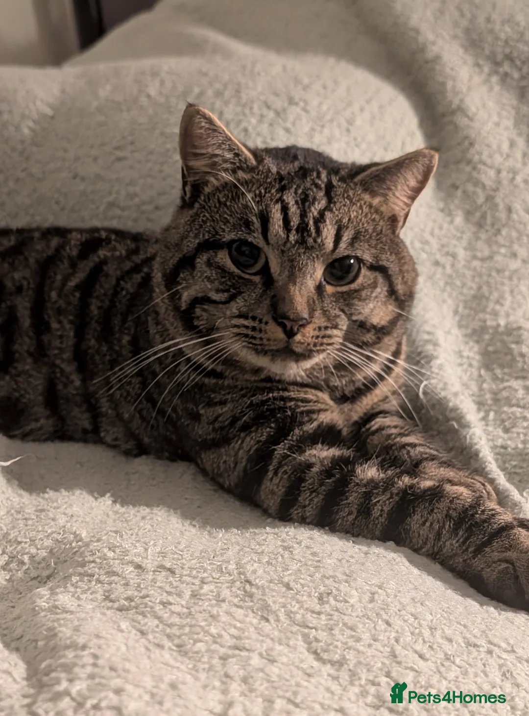 American Shorthair cats for sale: Bailey the Tabby Cat - Advert 2