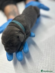 Cane Corso Puppy 3 - Male - Zues