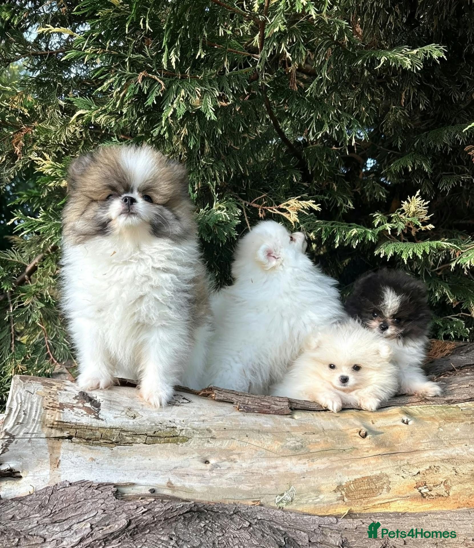 Pomeranian dogs Ready now small pomeranian puppies vaccinated - Advert 1