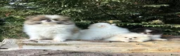 Pomeranian dogs for sale: Ready now small pomeranian puppies vaccinated in Mablethorpe - Advert 4