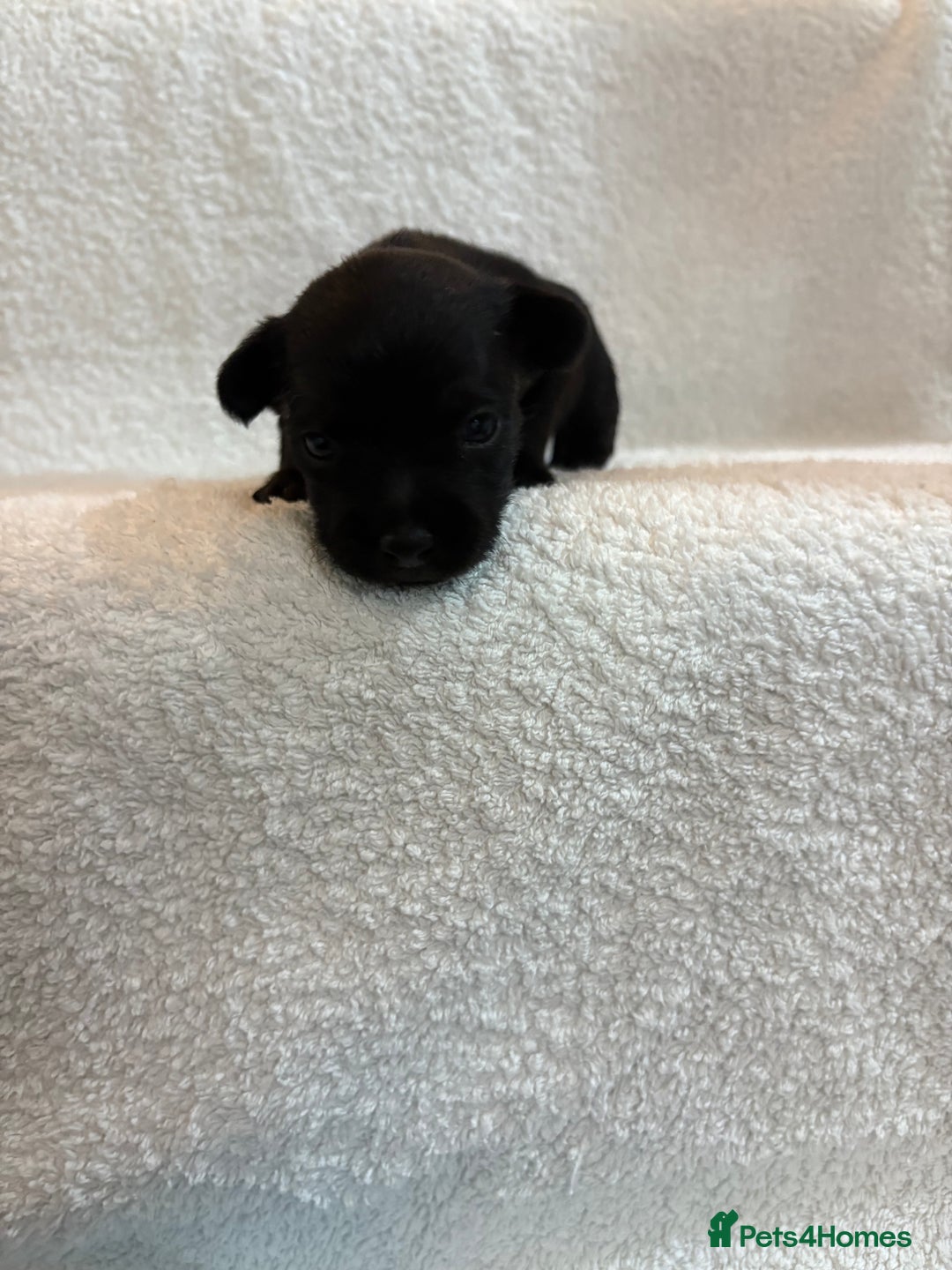 Yorkshire Terrier dogs for sale: Yorkshire terrier, terrier cross puppies - Advert 7