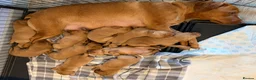 Labrador Retriever dogs for sale: Fox Red Labrador Puppies - Advert 10