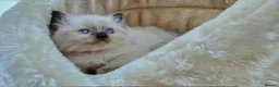 Ragdoll cats for sale: Ragdoll kittens *one female left* - Advert 7