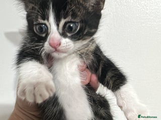 Bengal cats Beautiful Bengal kittens - Advert 14