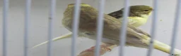 Canaries birds for sale: Young canary chicks for sale aviary bred in St. Neots - Advert 3
