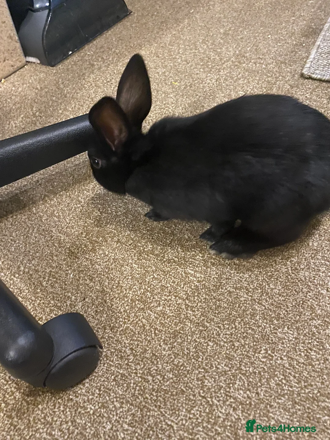 Mixed Breed rabbits for sale: 2 Rex/lionhead mix bunnies for sale - Advert 5