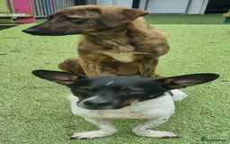 Mixed Breed dogs for adoption: Kobi - In Ayr Looking for a home  - Image 13