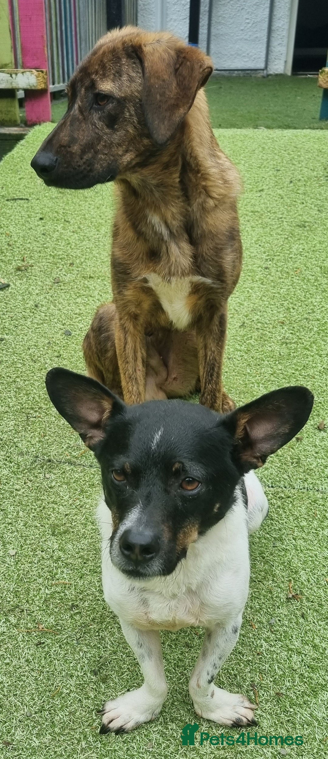 Mixed Breed dogs for adoption: Kobi - In Ayr Looking for a home  - Image 13