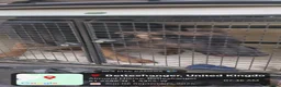 German Shepherd dogs for sale: Molly - Advert 8