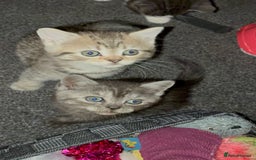 British Shorthair cats for sale: Sweet British Shorthair X Kittens - Image 5