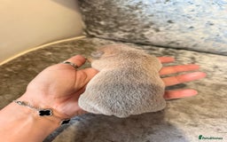 Chihuahua dogs for sale: 🩷Chihuahua puppies Thai genes🩷 - Image 26