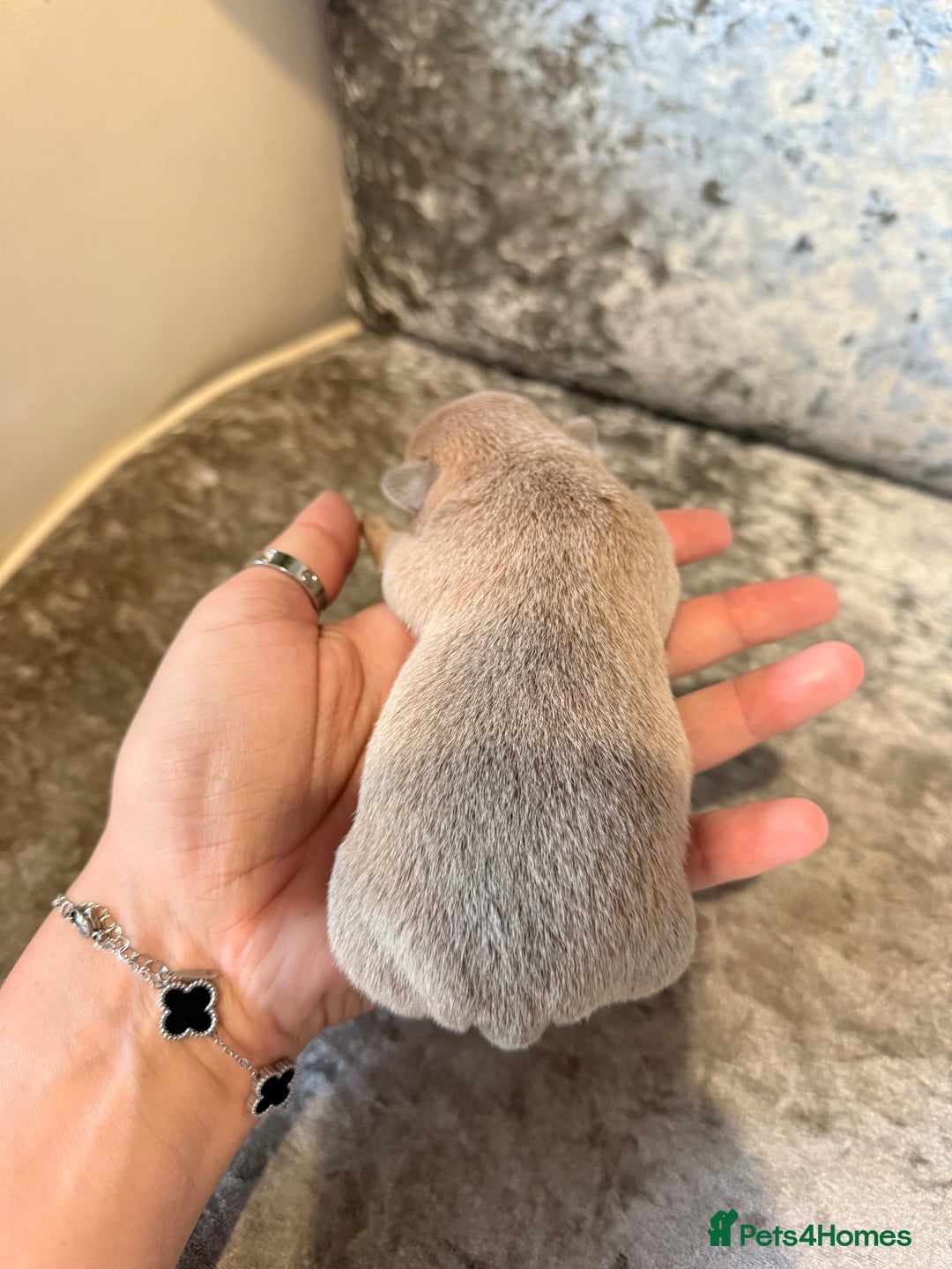 Chihuahua dogs for sale: 🩷Chihuahua puppies Thai genes🩷 - Image 26