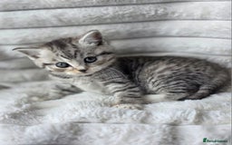 British Shorthair cats for sale: Gorgeous British Short-hair cross Kittens  - Image 5