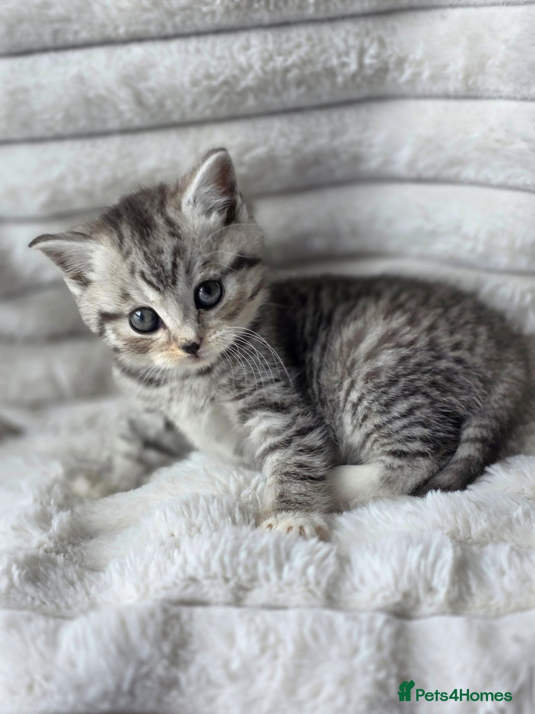 British Shorthair cats for sale: Gorgeous British Short-hair cross Kittens  - Image 5