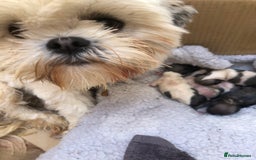 Lhasa Apso dogs for sale: Lhasa Apso Puppies 🐶  - Image 40
