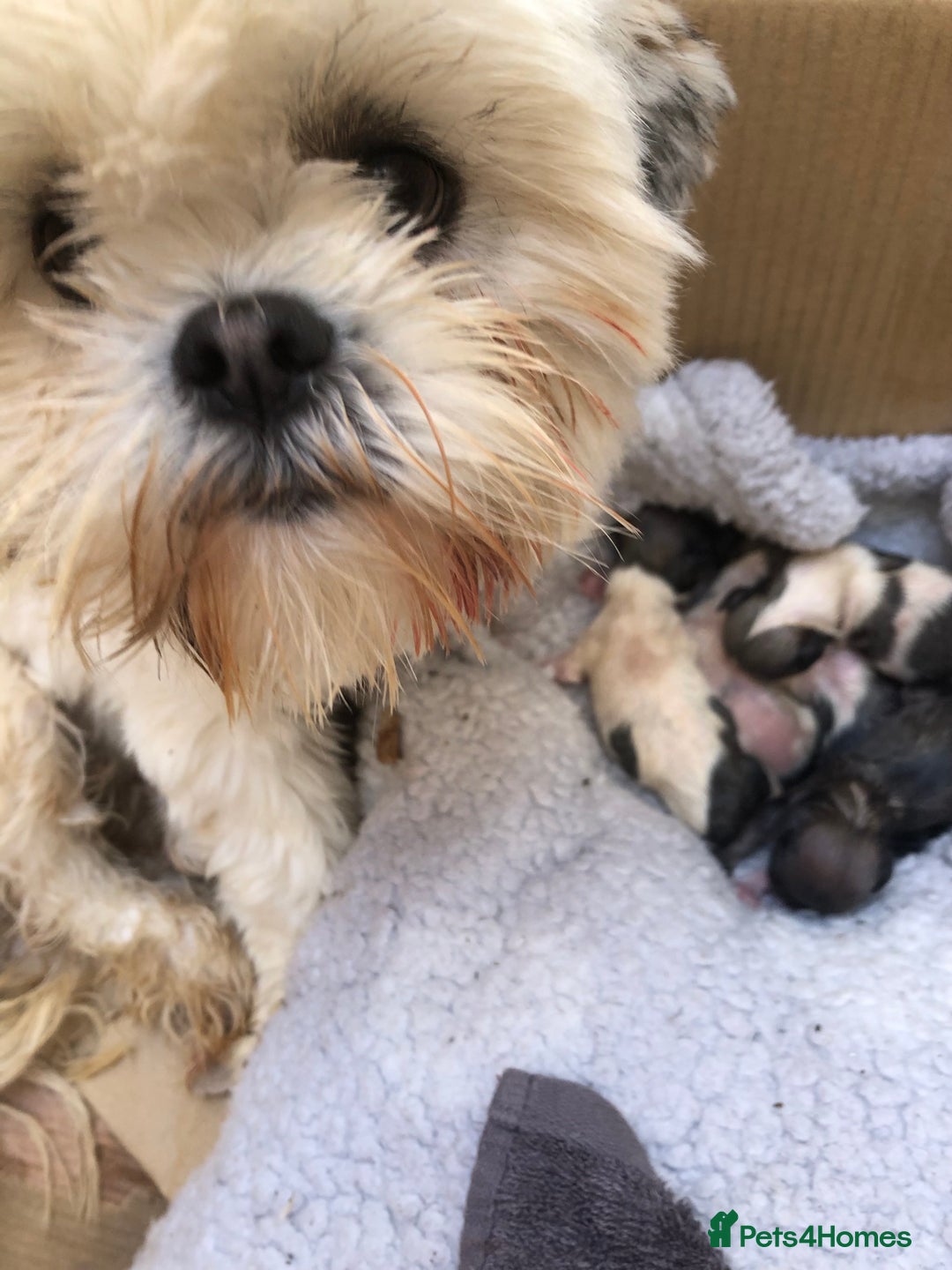 Lhasa Apso dogs for sale: Lhasa Apso Puppies 🐶  - Image 40