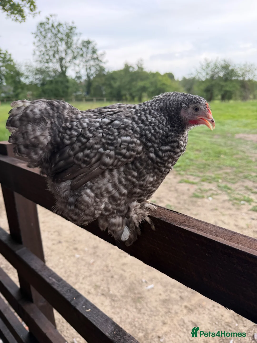 Chickens poultry for sale: Pekin Bantam Hens in a range of colours  - Advert 10