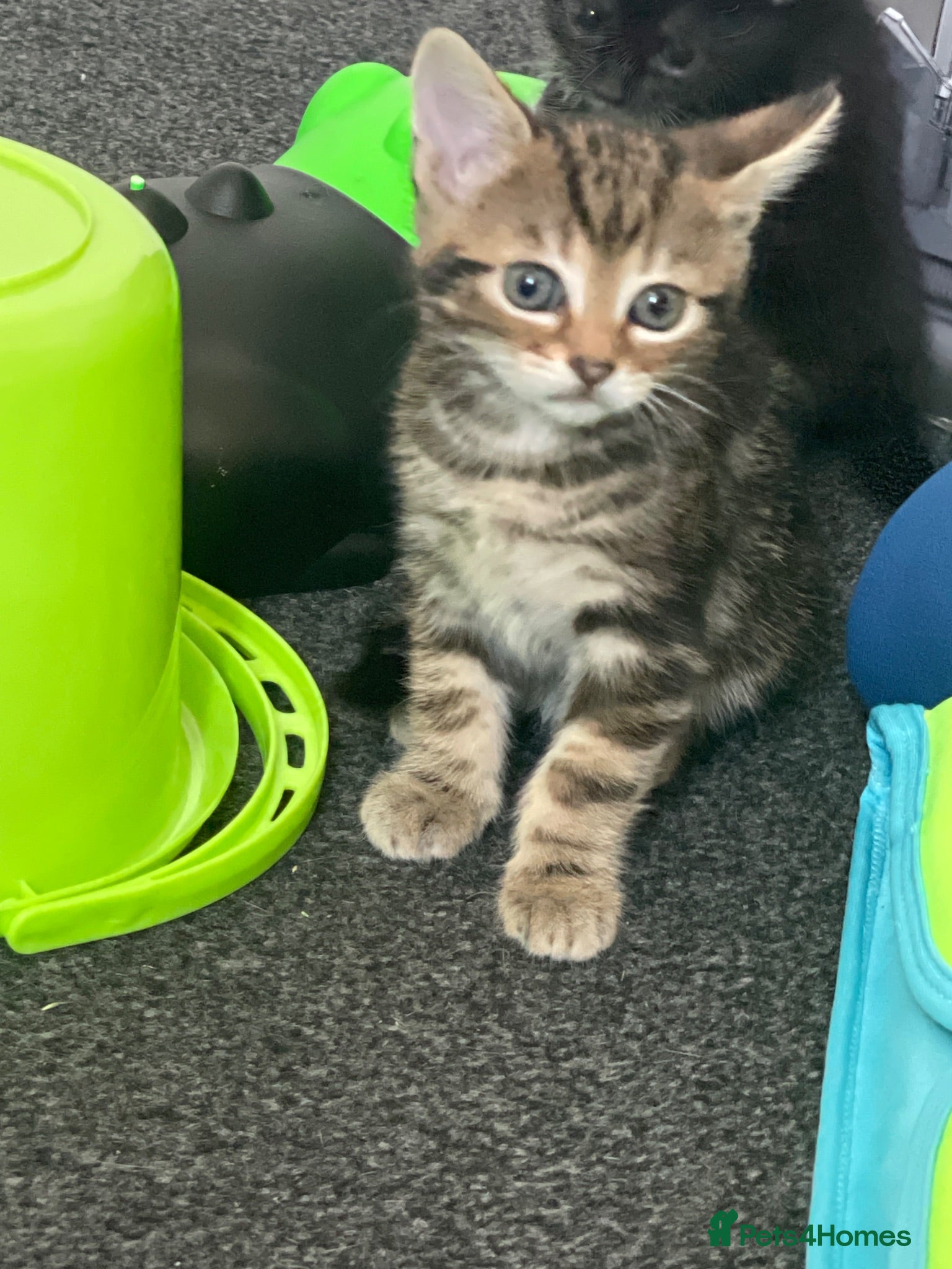 Mixed Breed cats 4 adorable kittens  - Advert 13