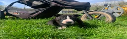 Mixed Breed dogs for sale:  Staffy mastiff x bulldog bully puppies 2 left - Advert 10