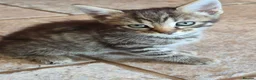 Mixed Breed cats for sale: Pretty and playful kittens ready for forever homes - Advert 7