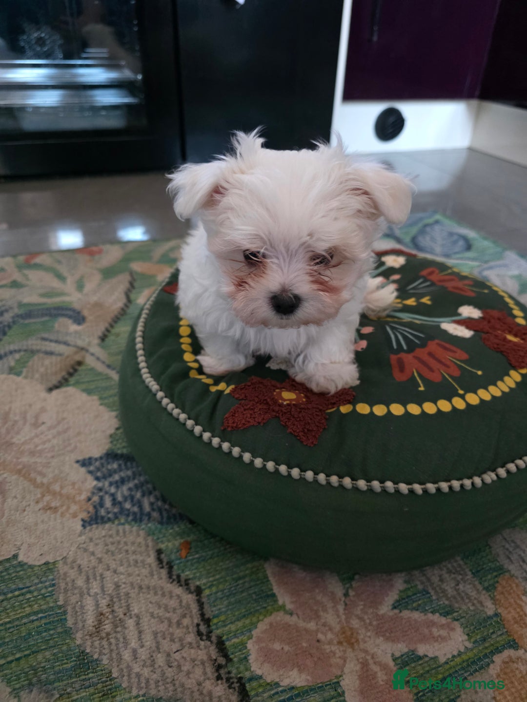 Maltese dogs for sale: Maltese boys - Advert 9