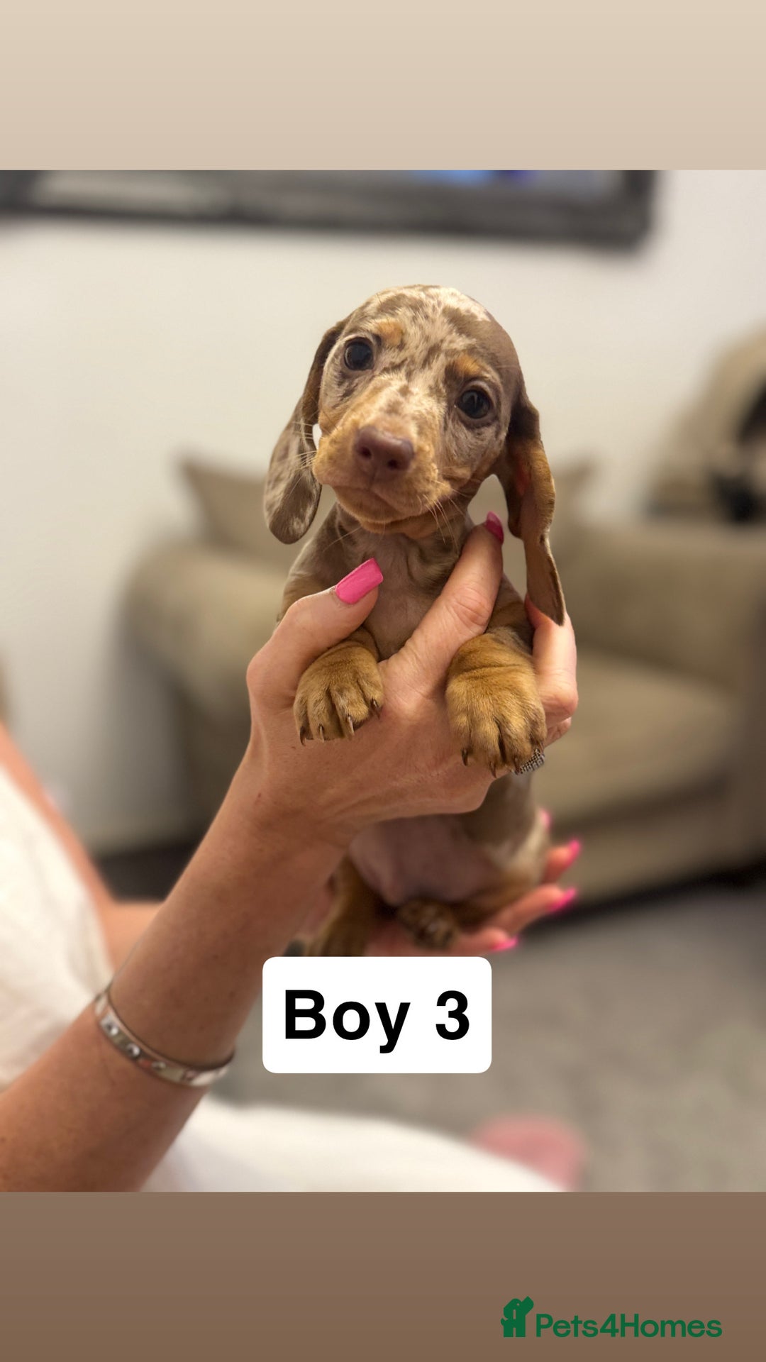 Miniature Dachshund dogs for sale: Stunning baby mini dachshunds  - Image 16